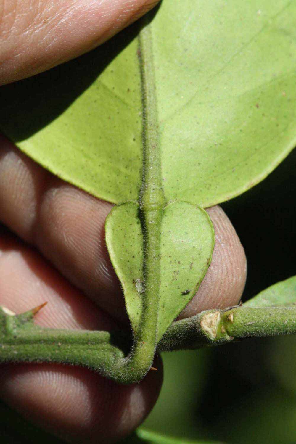              Petiole (Riverside, CA)       